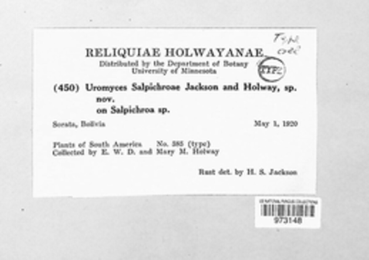 Uromyces salpichroae image